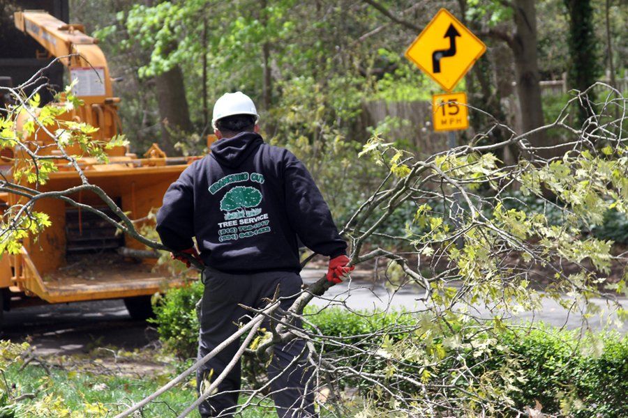 Tree Cutting & Trimming St. James Image